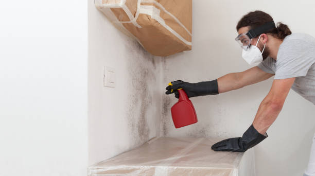 Professional Attic Mold Removal technician working in Little Falls, MN